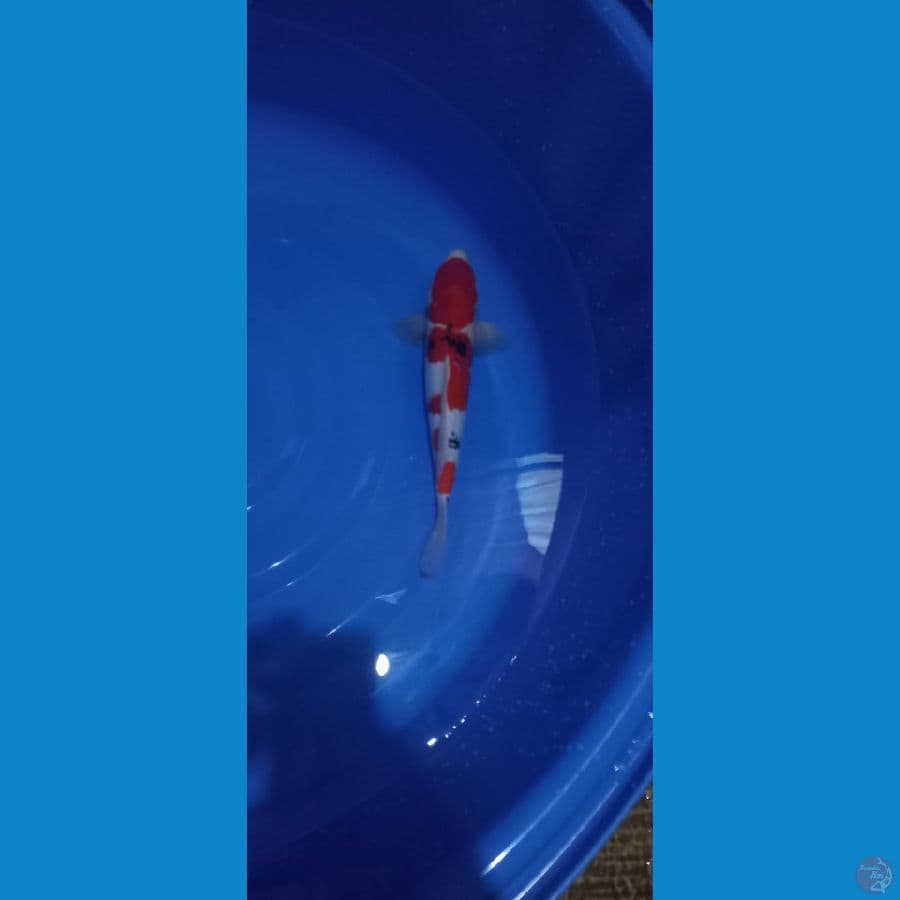 sanke 39 cm male