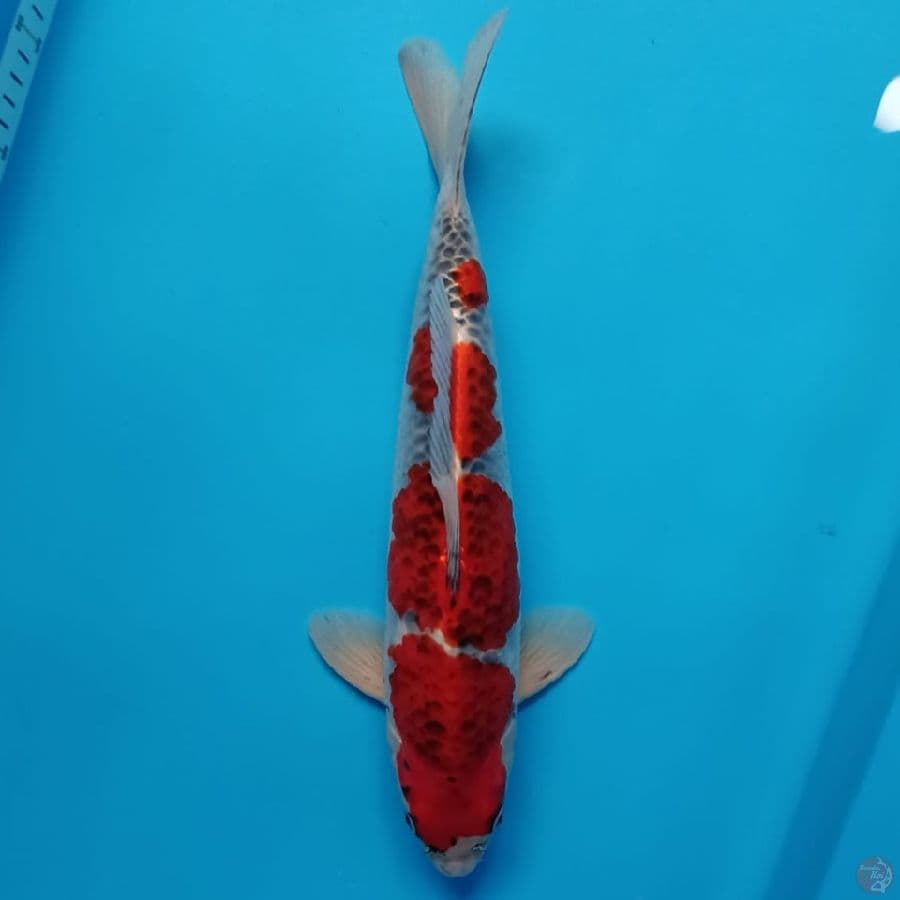 gosiki 40cm Male