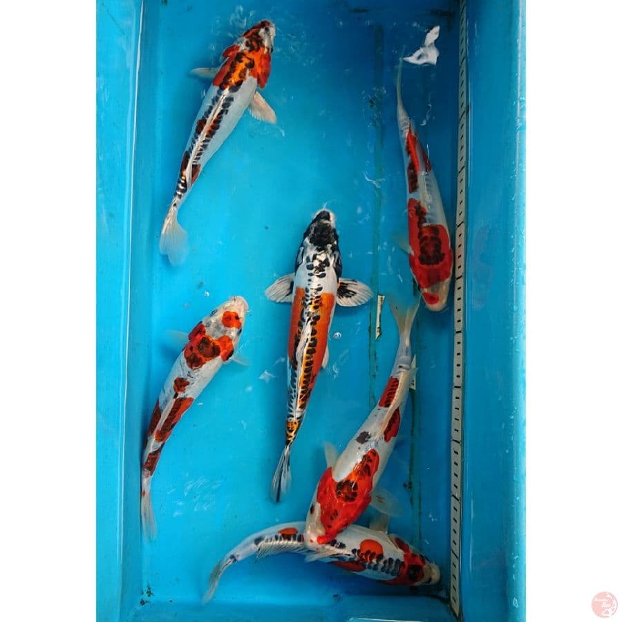 PAKET 6 EKOR 24-27 CM