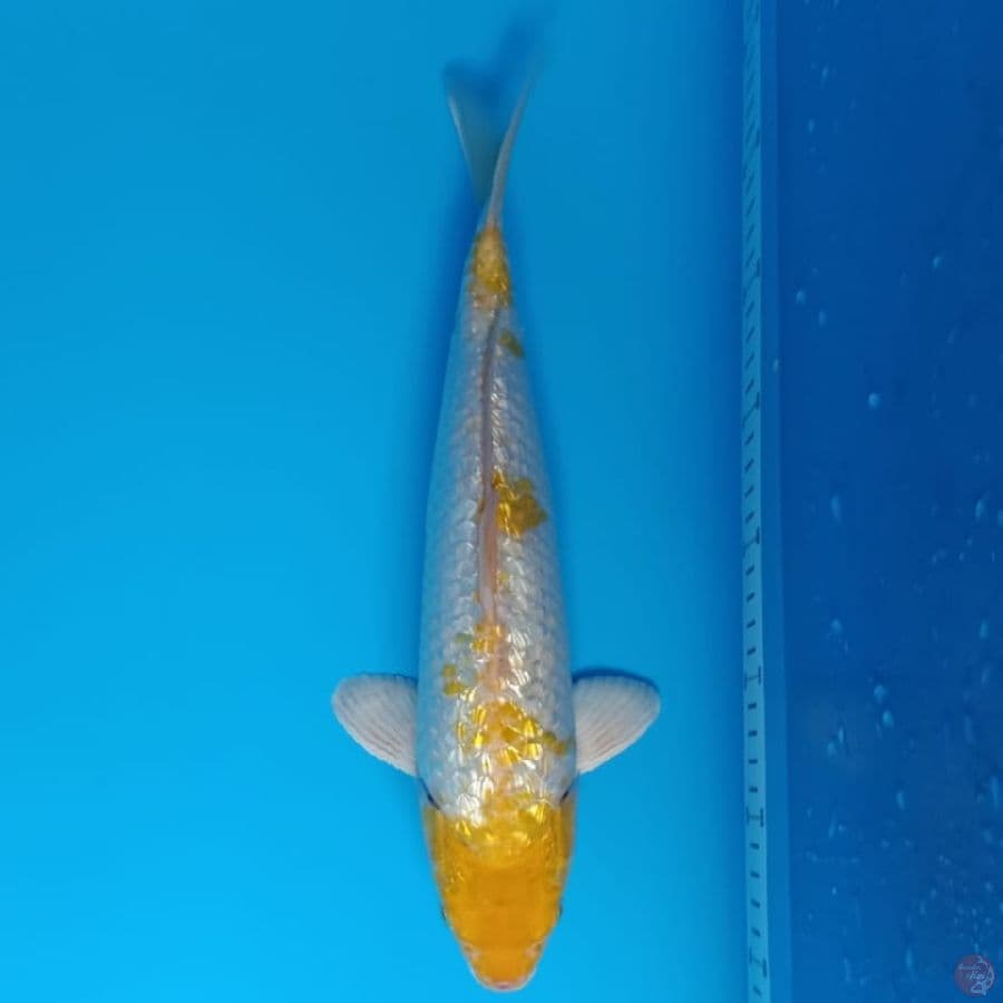 gundrin full 37cm