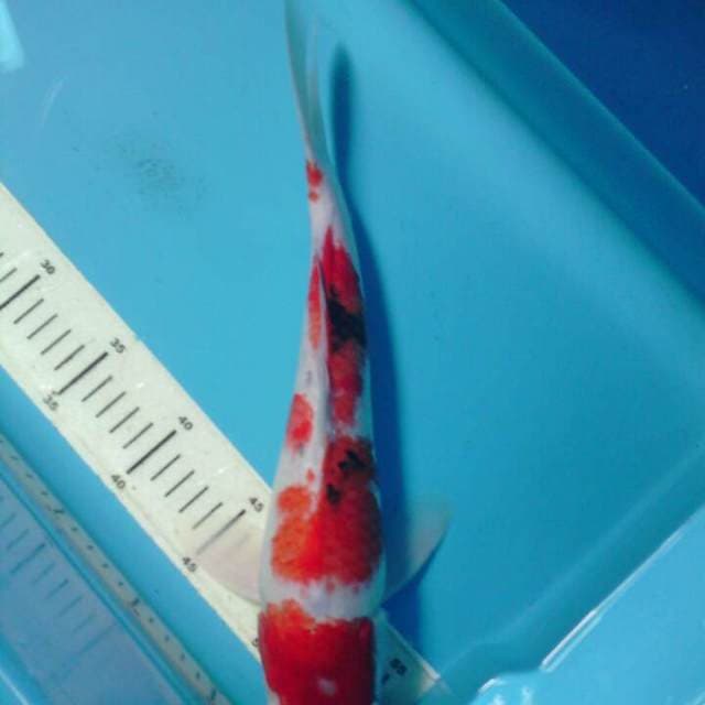 Sanke, panjang 35 cm