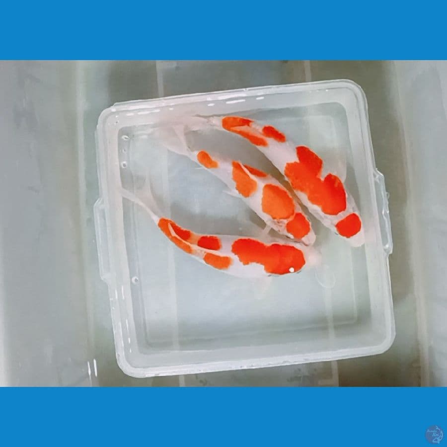 Paket 3 ekor male 17-24 cm