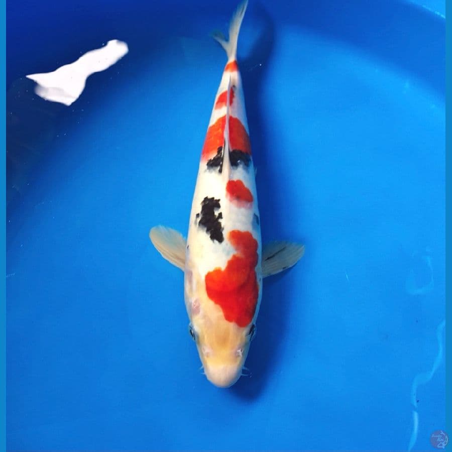 sanke 30cm