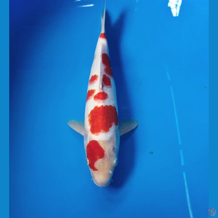 kohaku 28cm