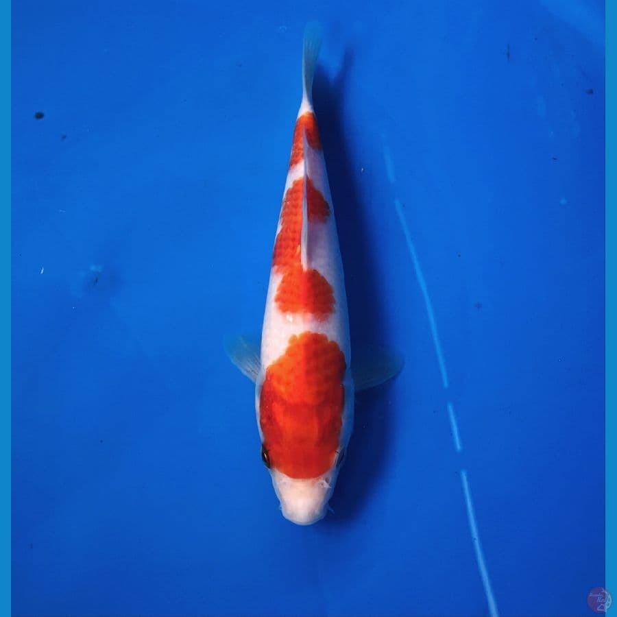 kohaku 20cm