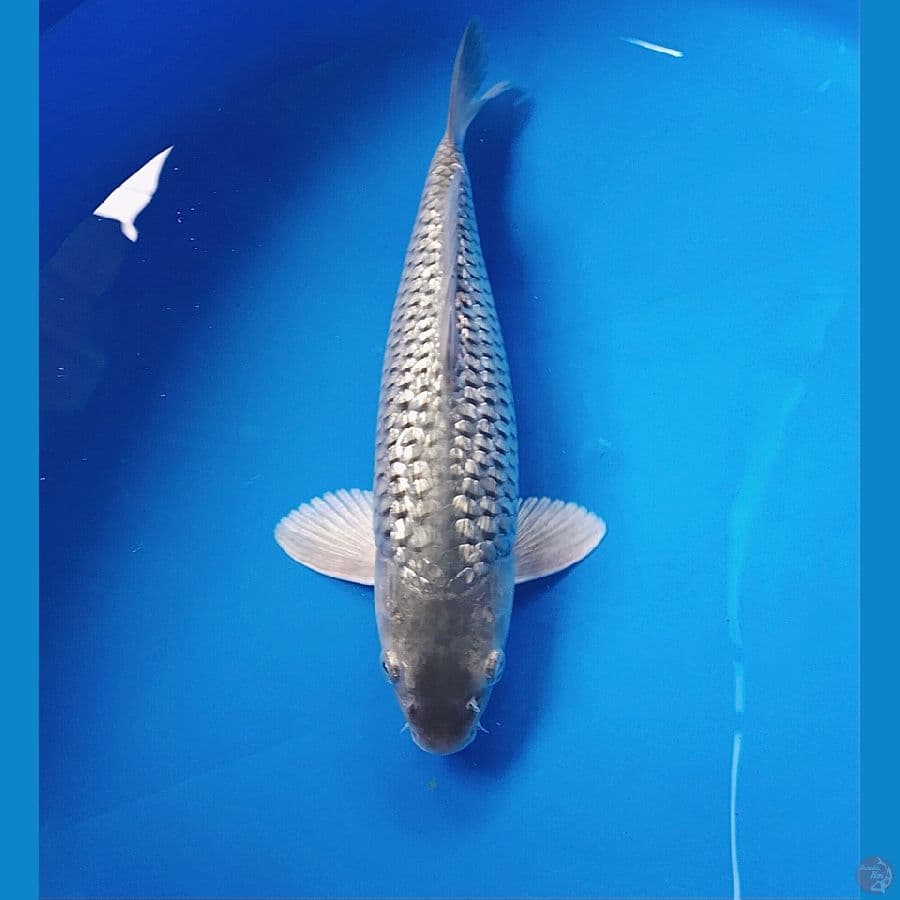soragoi ginrin male 30cm