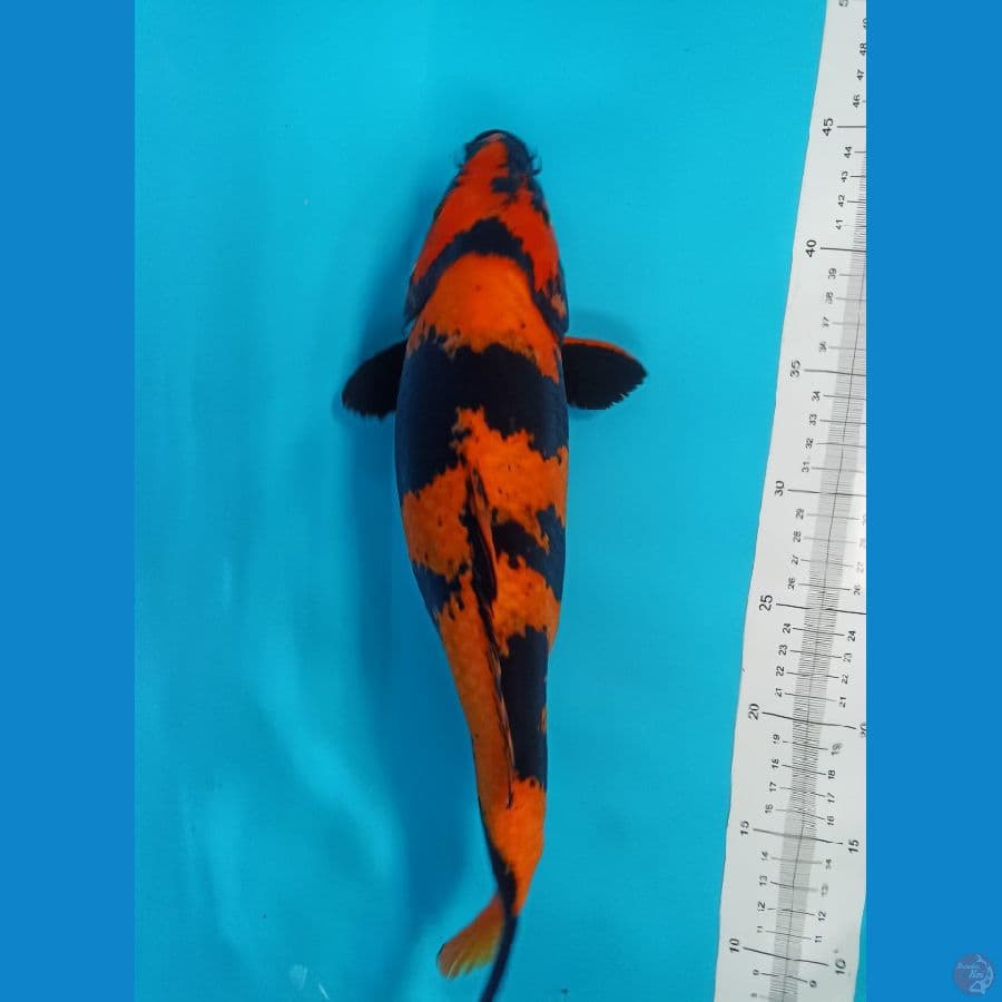 Hiutsuri F37
