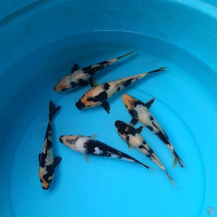 17-20cm shiro utsuri 6 ekor