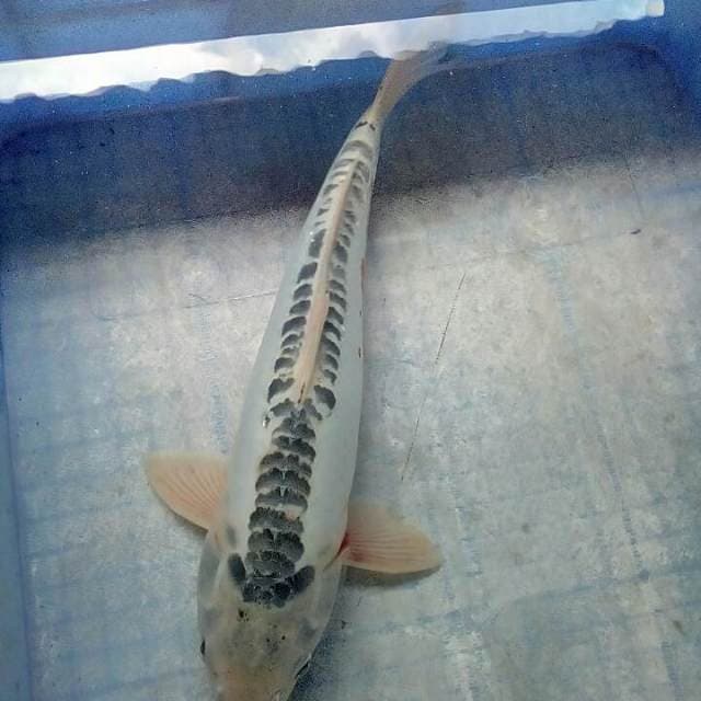 Siip37cm
