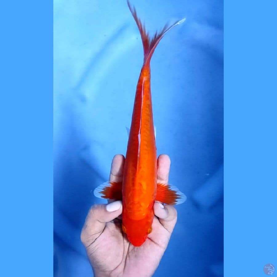 (26CM) DOITSU AKAHAJIRO - M