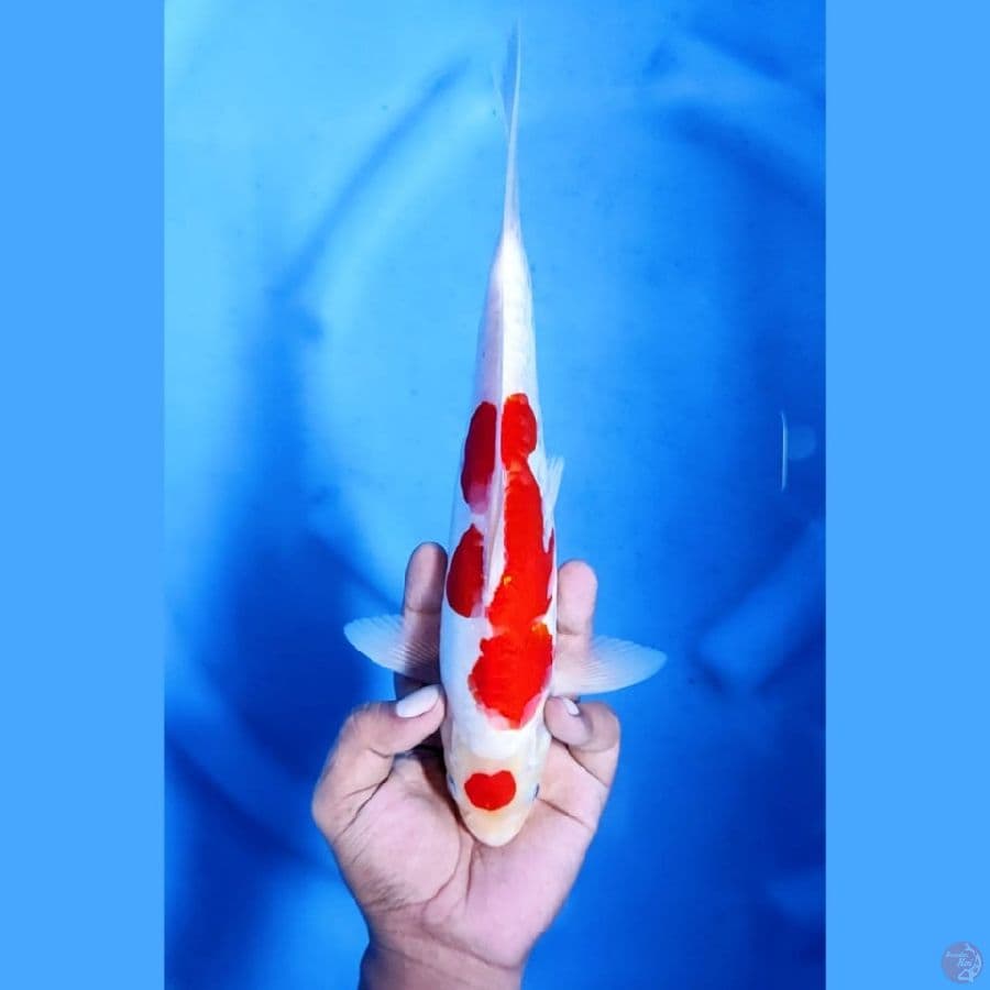 (28CM) MARUTEN DOITSU - M