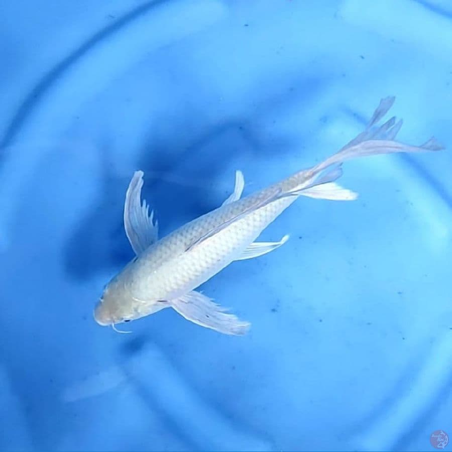 (31CM) KUMPAY SORAGOI - F