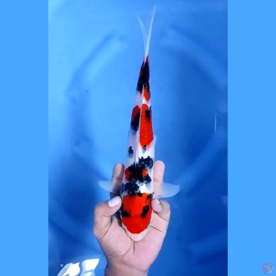 (30CM) SHOWA SHANSOKU - M