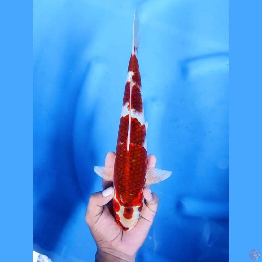 (32CM) KOROMO CAKEP - M