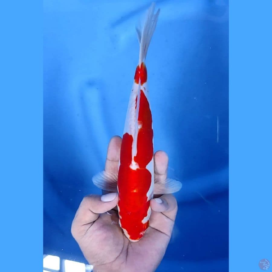 (24CM) DOITSU MURNI KOHAKU - M