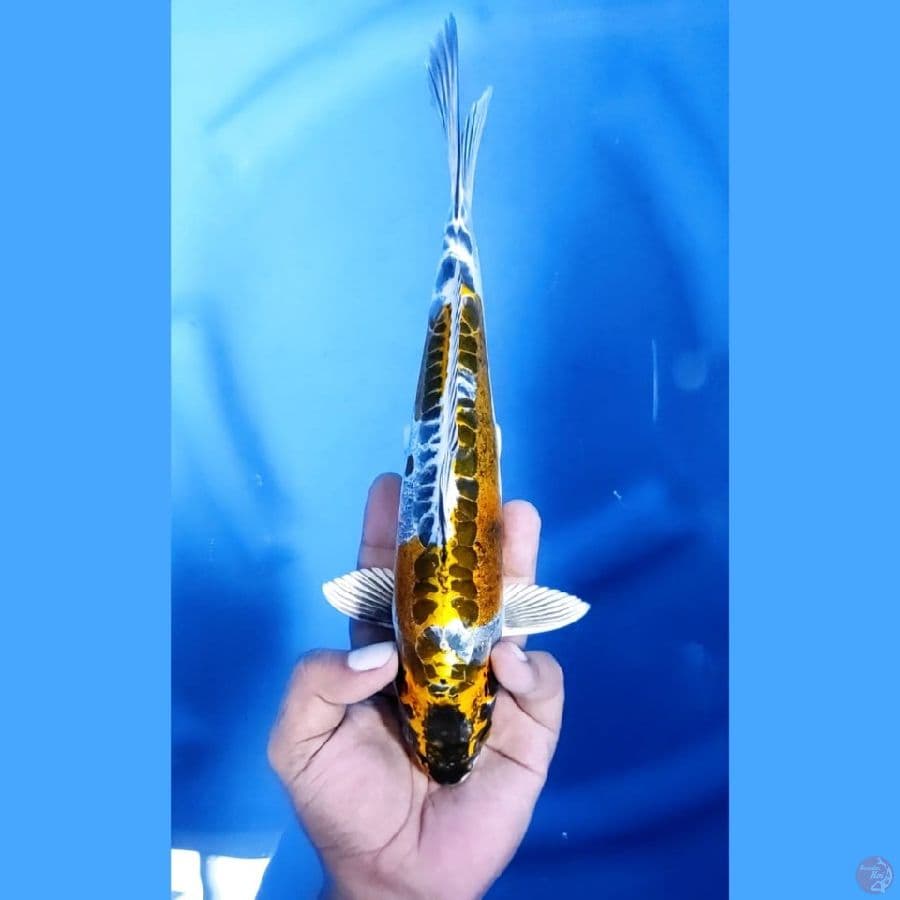 (26CM) KIN KIKOKURYU - M