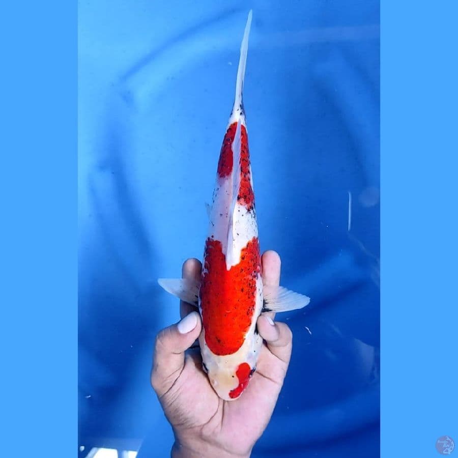 (27CM) BENI MATSUKAWABAKE - F