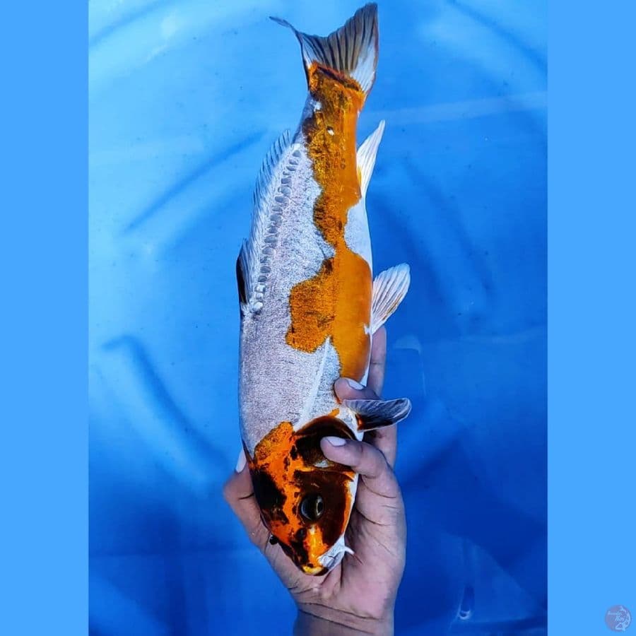 (39CM) RARE DOITSU KAWARIMONO - M