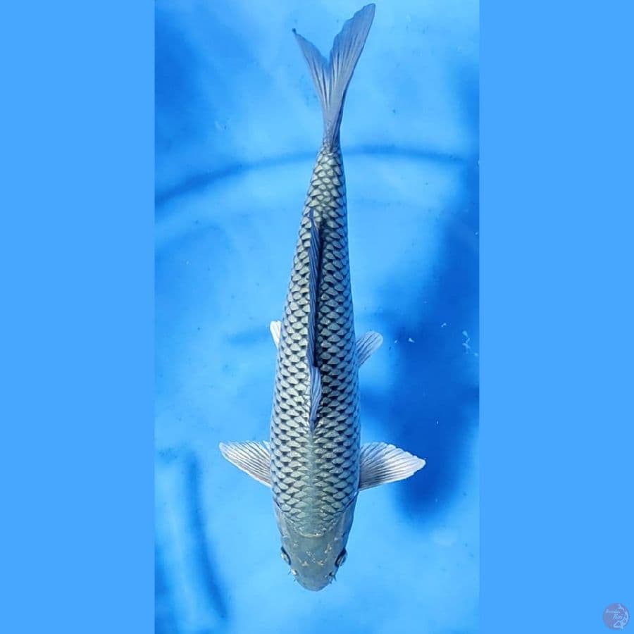 (37CM) JARING ISTIMEWA - M