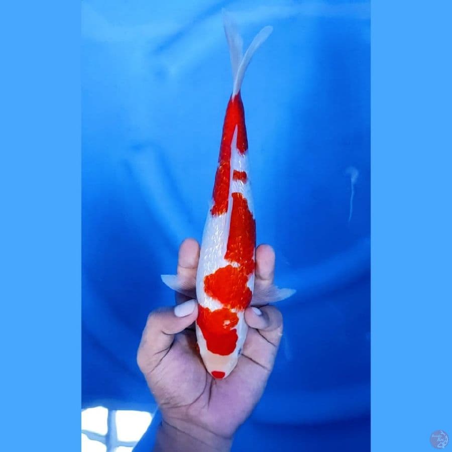 (26CM) KINGINRIN KUCIBENI - F