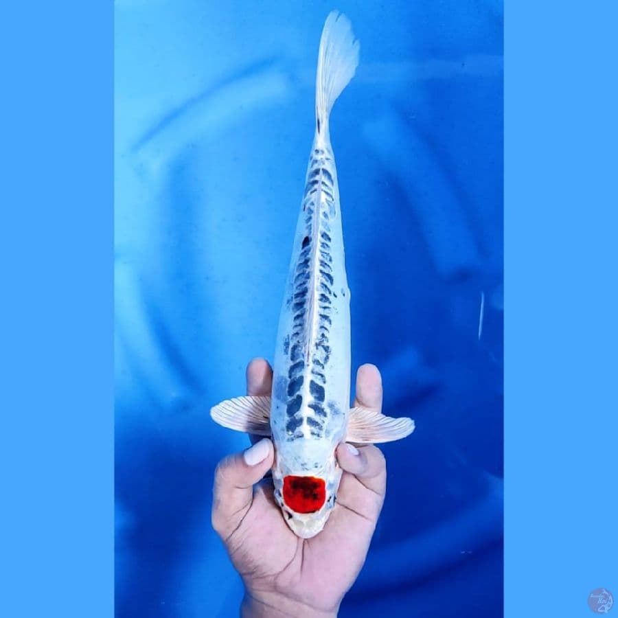 (30CM) TANCHO KIKO - M