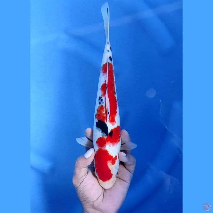 (31CM) SANKE ORIGINAL - F