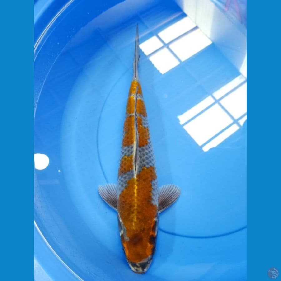 41cm ochiba kogane ORYGINAL