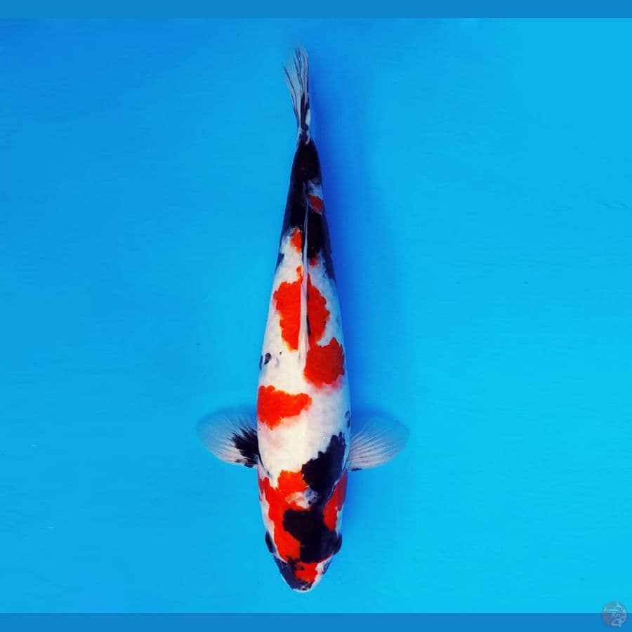 AMATERASU 1 ~ Showa Evolution 38 cm/fm ™