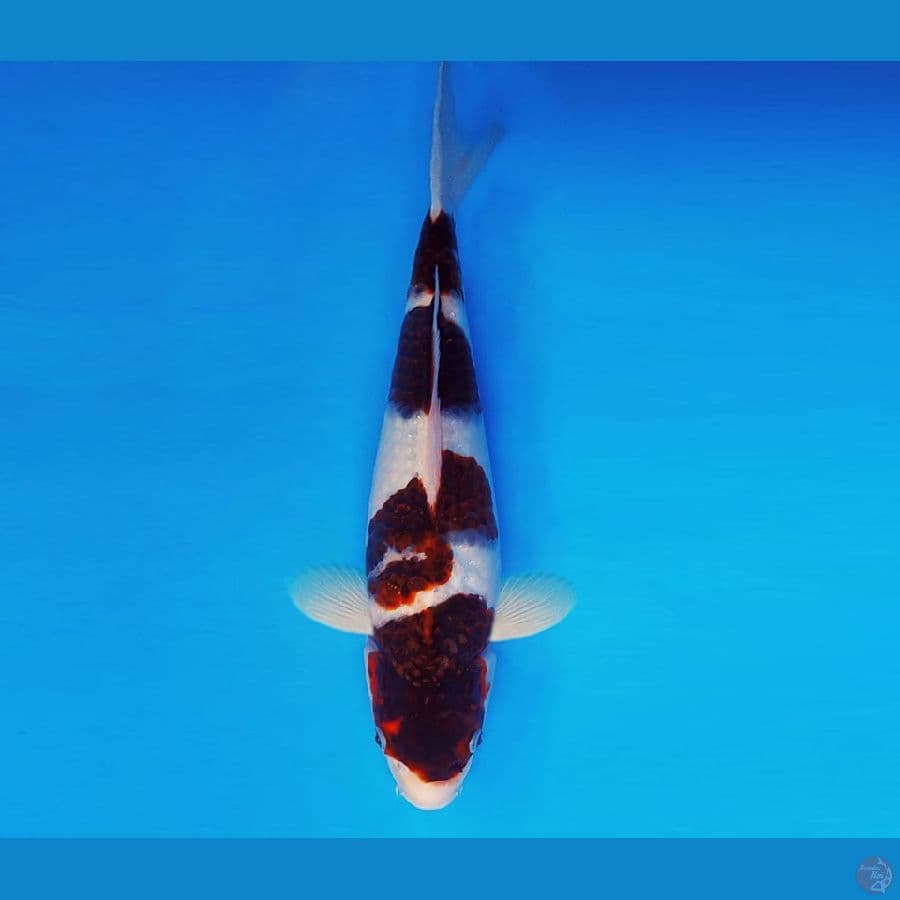 AMATERASU 2 ~ GOROMO 32 cm/fm ™