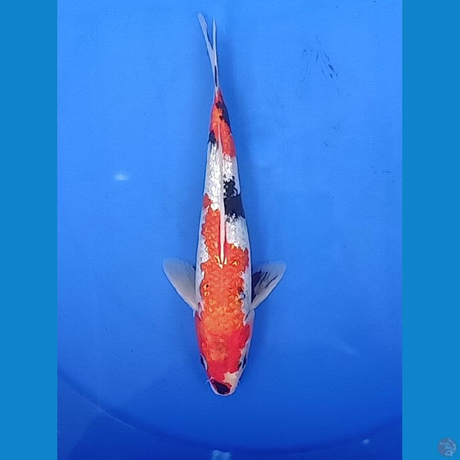 Showa Ginrin | 25cm