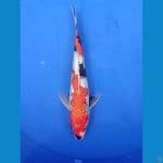 Showa Ginrin | 25cm