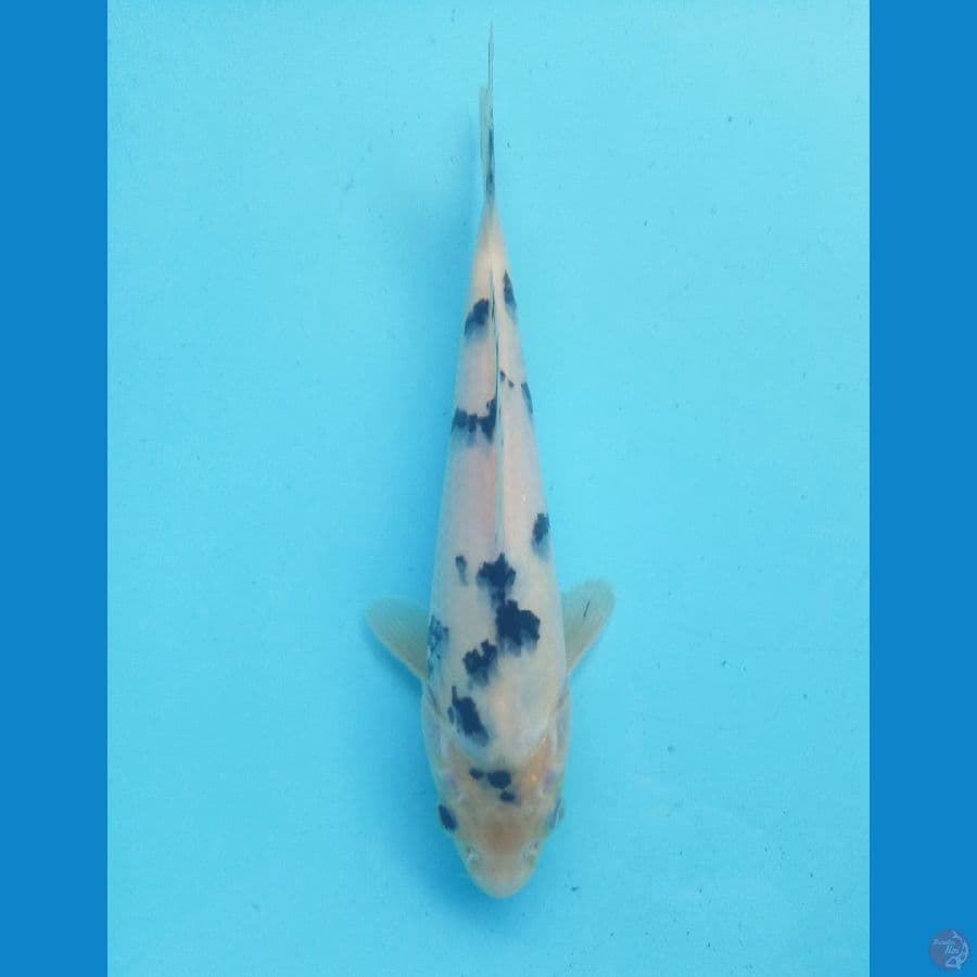 Bekko 24cm