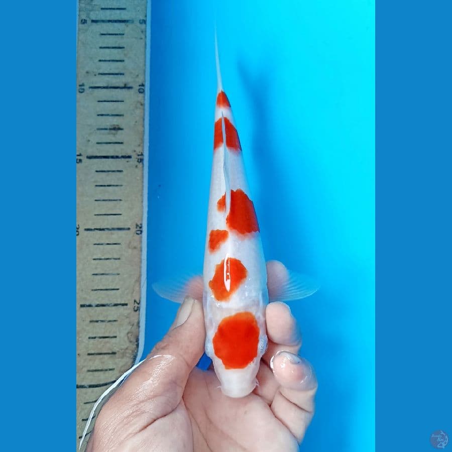 Kohaku 23cm
