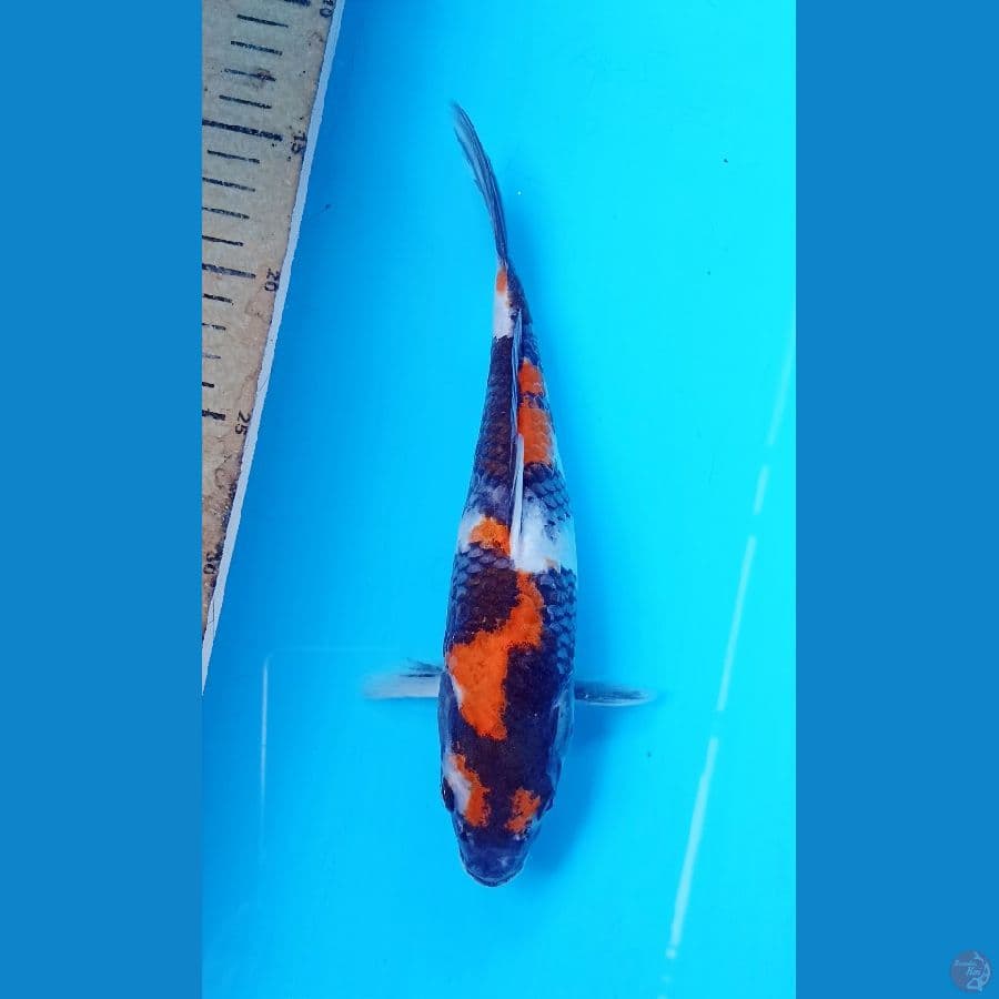 Showa 25cm