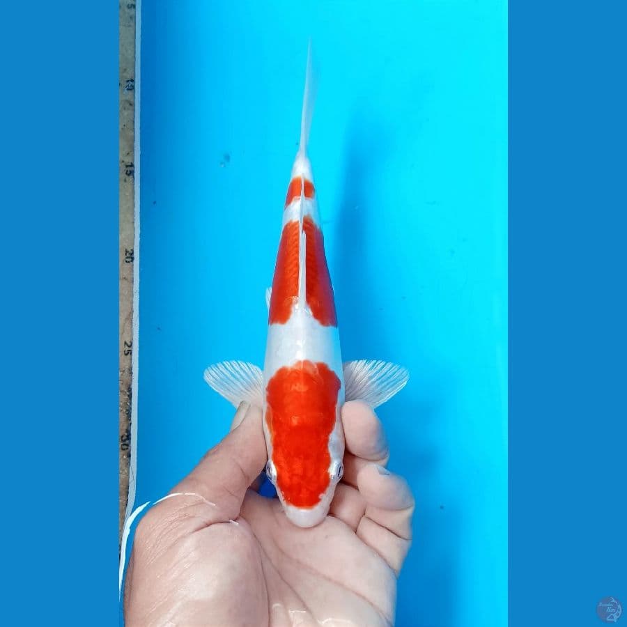 kikushui 23cm