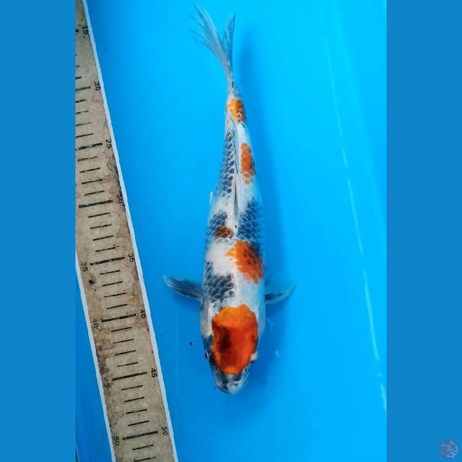Showa goshiki 32cm