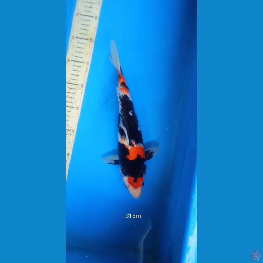 showa 31cm