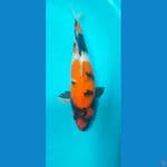 Showa F1 dainichi female,size 35 cm