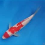 Maruten Kohaku 20Bu Majestic Koi Farm