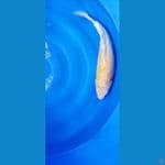 karashi 50Bu 
