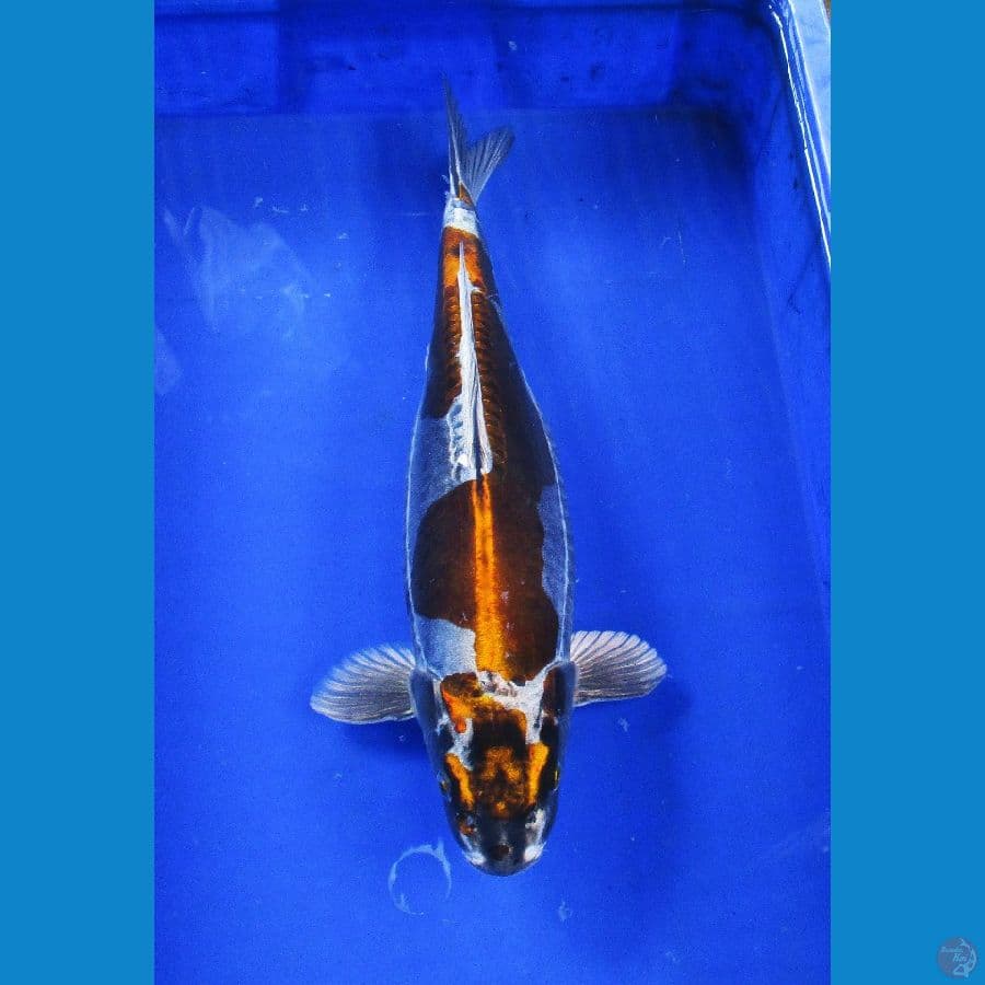 golden kiko ±38cm