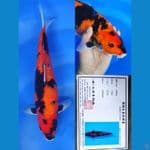 Hi Showa 37cm Maruhiro