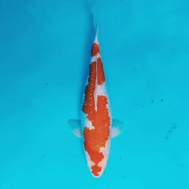 Kohaku ginrin 35 cm