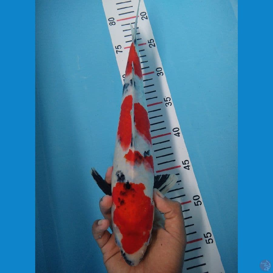 KINDAI SHOWA HQ 36 CM