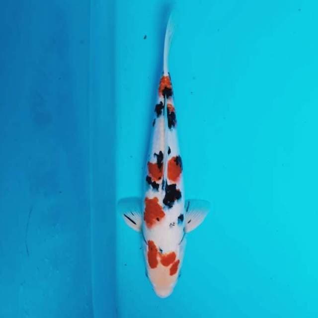 Sanke 35 cm