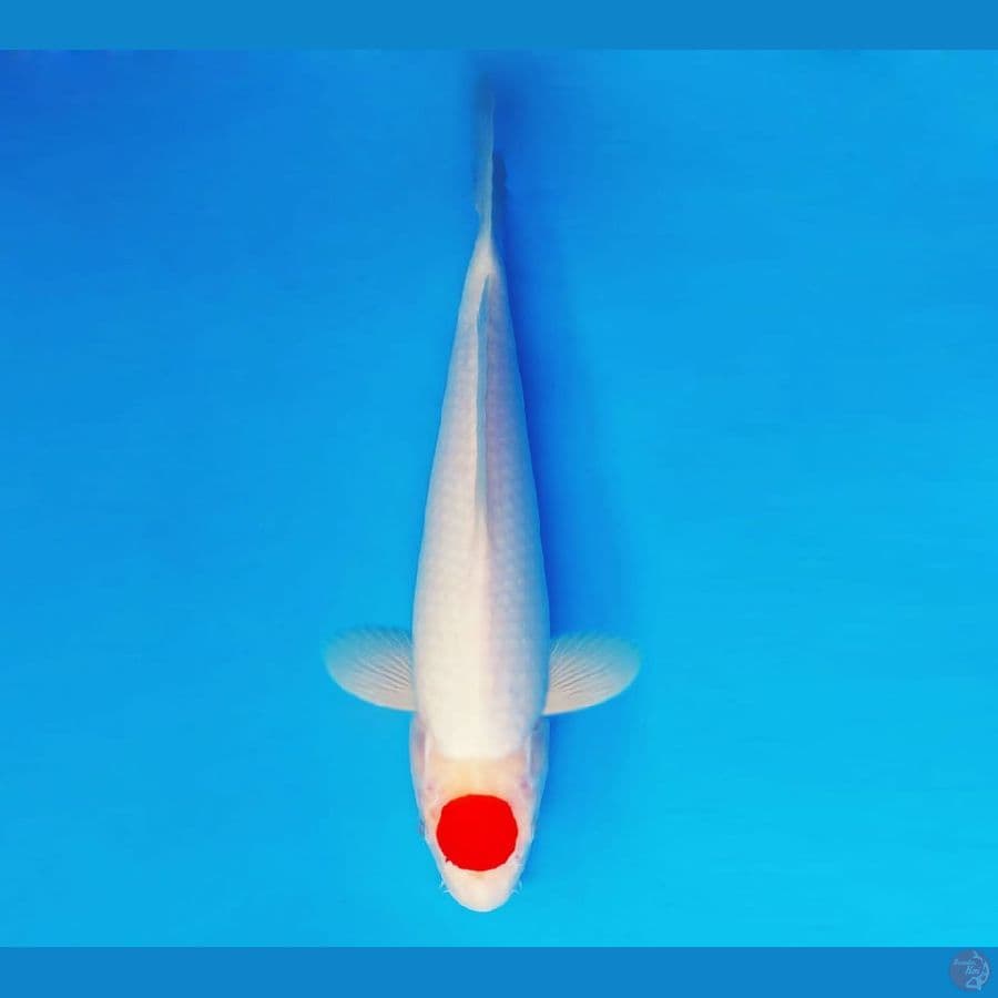 AMATERASU 4 ~ Tancho 33 cm/fm ™