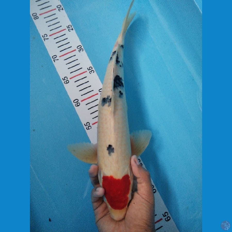 TANCHO SANKE 40 CM