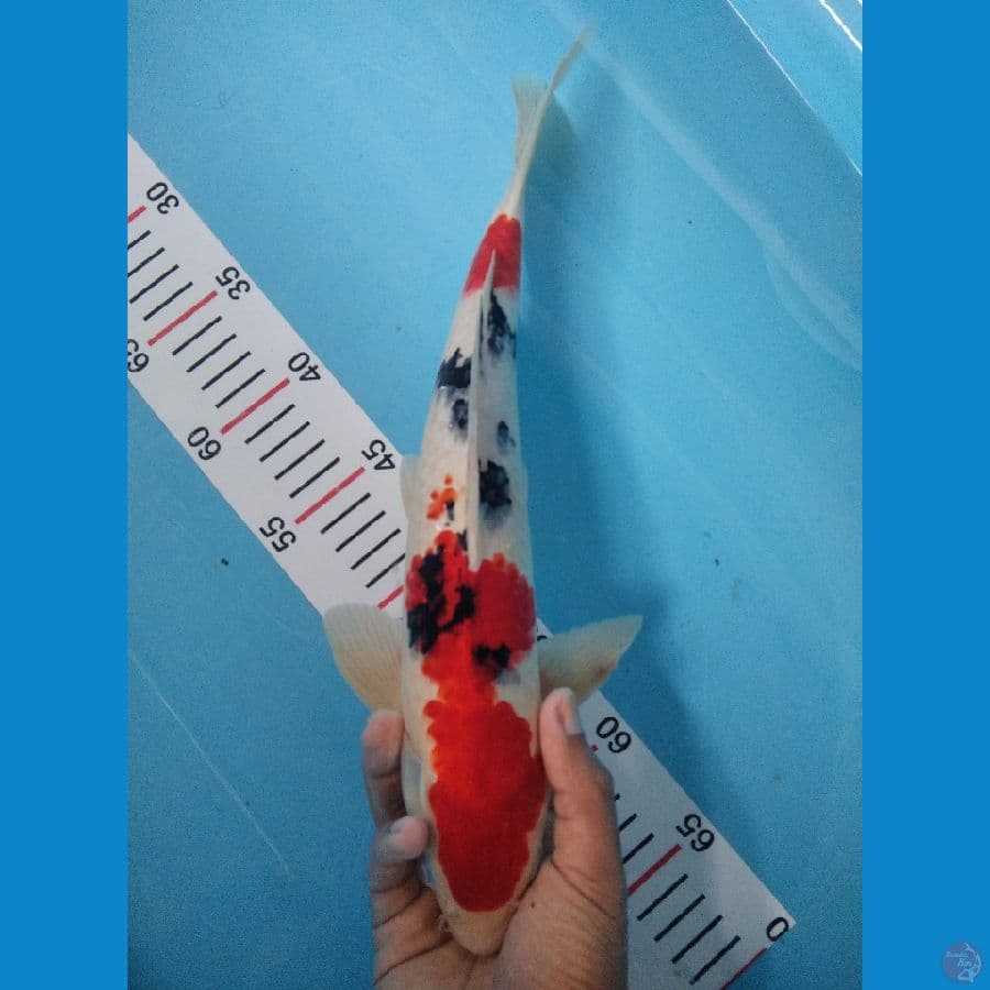 SANKE 37 CM
