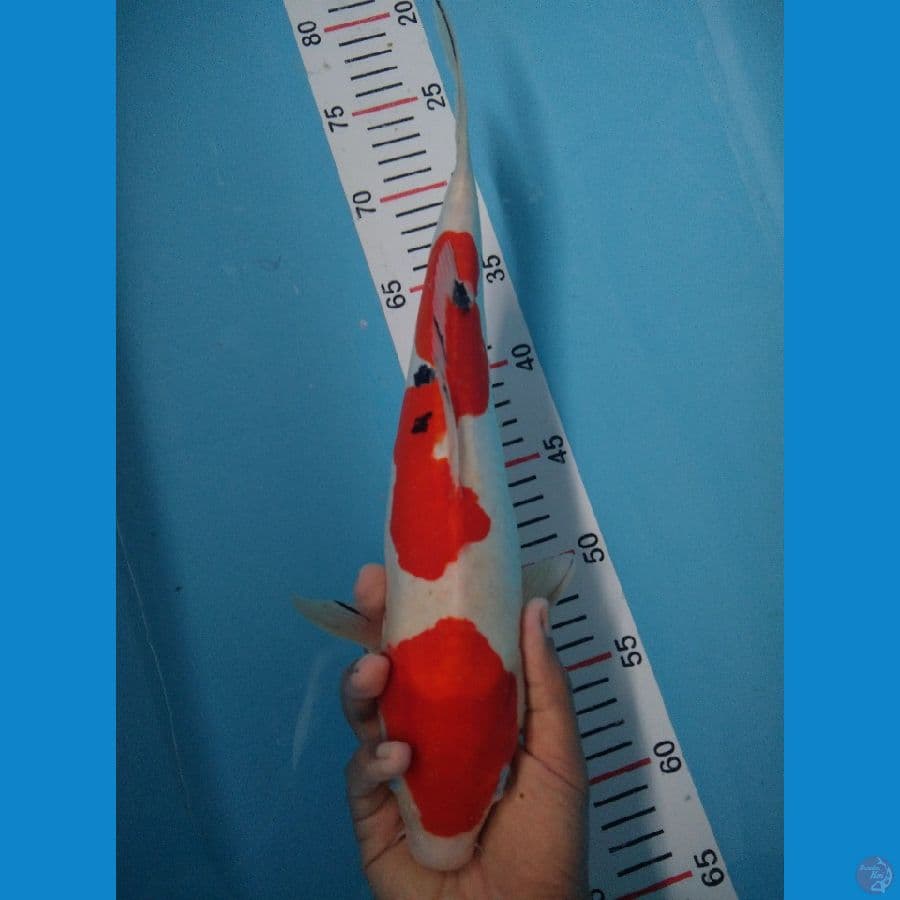 SANKE DOIT 37 CM