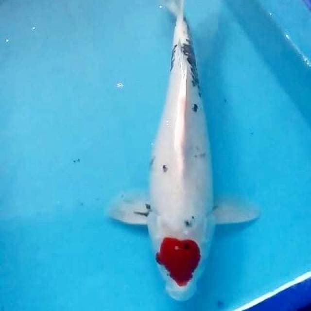 Tancho showa 40cm (ori)